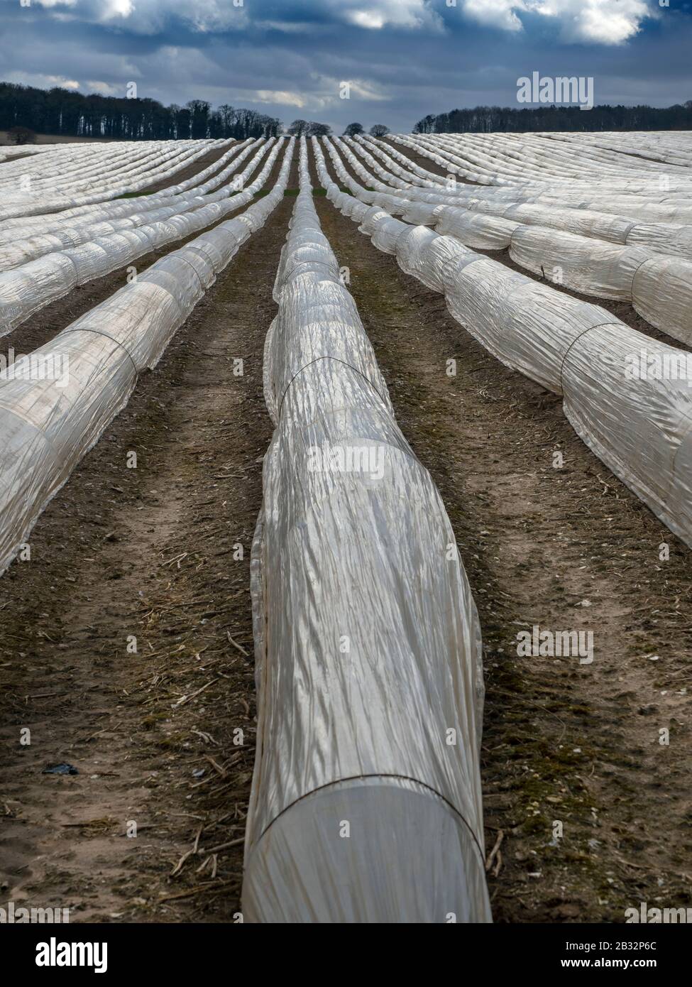 Asparagus being grown in polythene tunnels Norfolk March Stock Photo