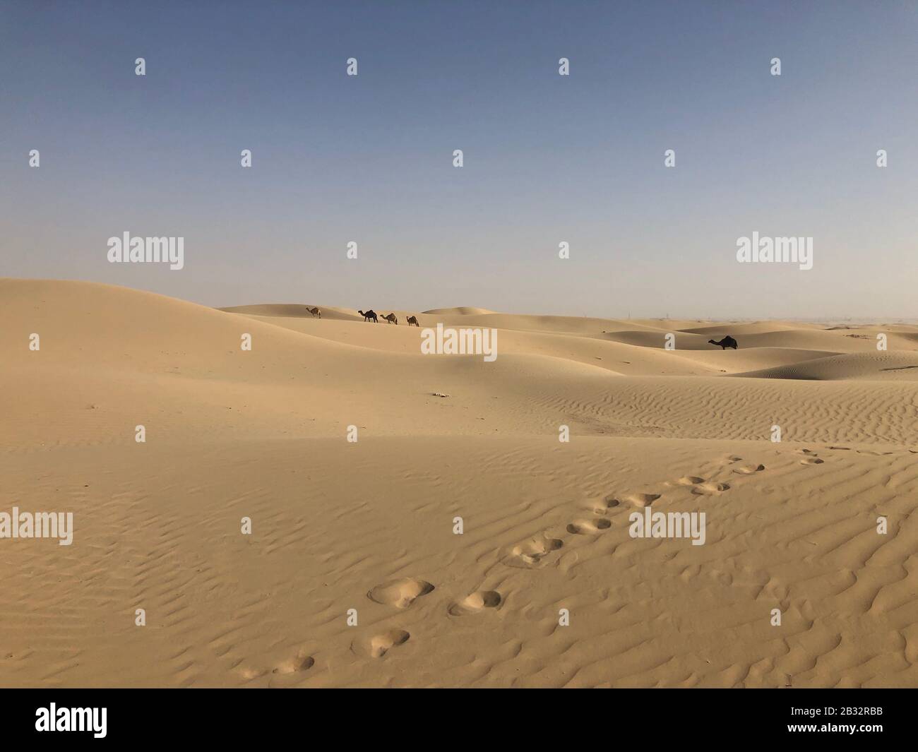 footsteps in the desert with camels in background Stock Photo