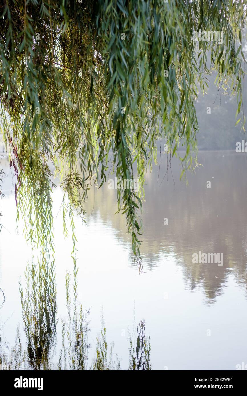 Willow leaves under the water of lake as melancholy symbol Stock Photo ...