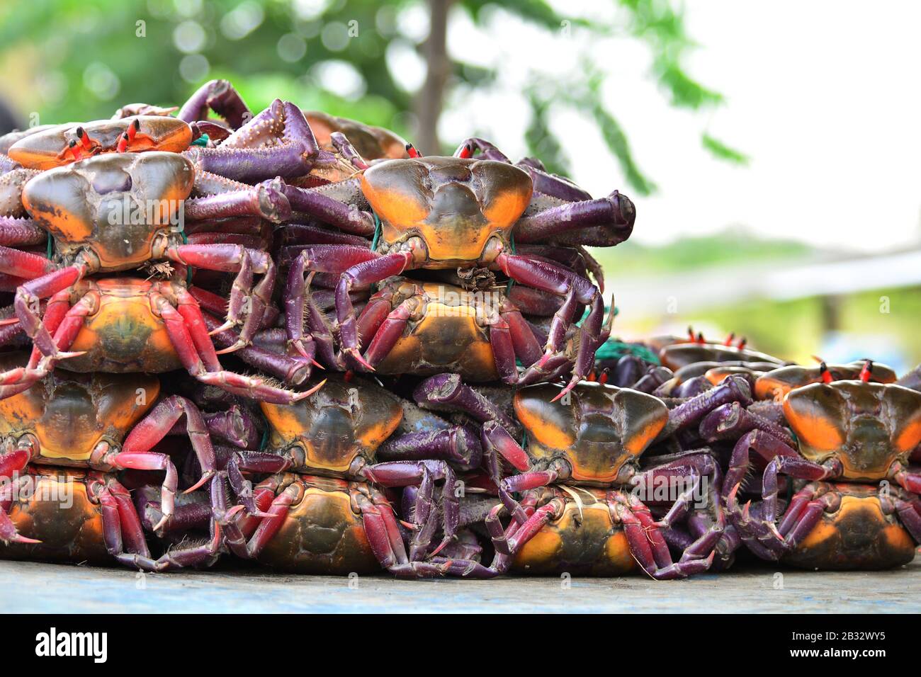 Colorful crabs for sale at outdoor food market in Ecuador Stock Photo