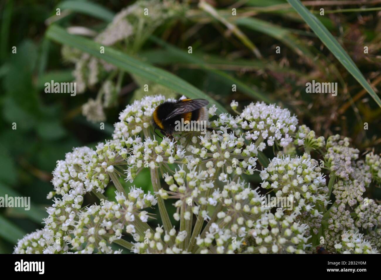 Bumble Bee on White flowers. West Wales Stock Photo