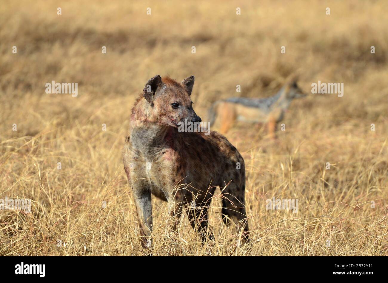 Close up view of Spotted Hyena (Crocuta crocuta) in the african savannah with jakal in background.  Serengeti National Park. Tanzania Stock Photo