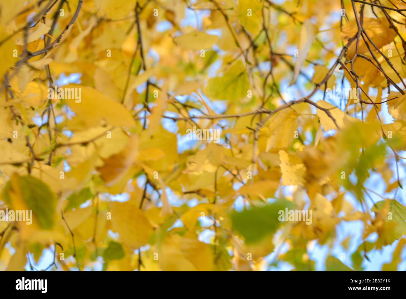 Autumn background with yellow leaves are birch tree on vibrant blue sky