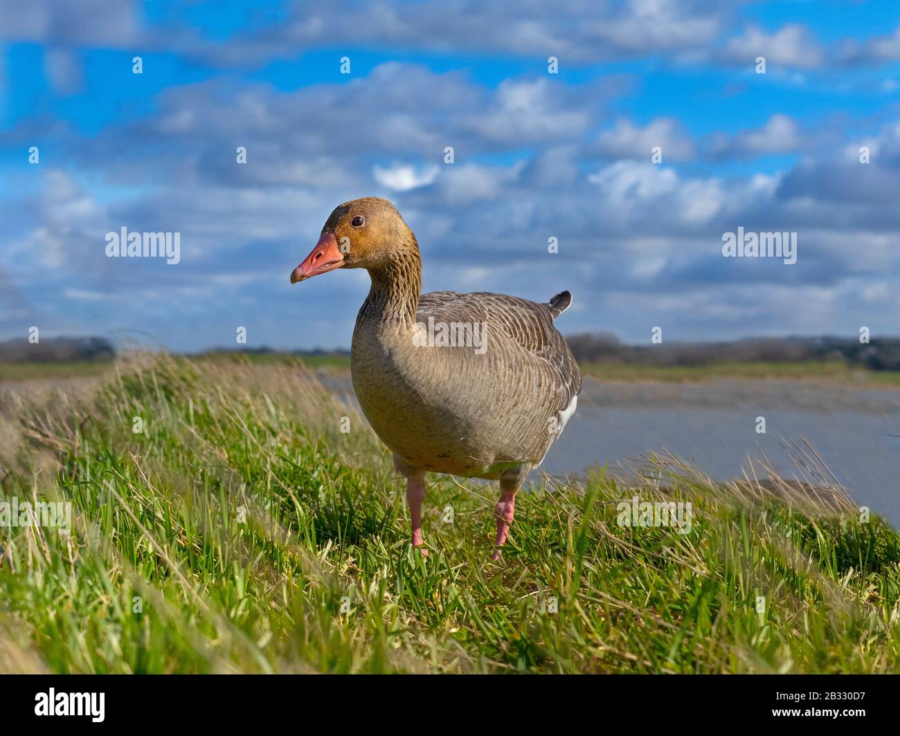 Greylag Goose Anser anser grazing on new grass at Titchwell Norfolk Stock Photo