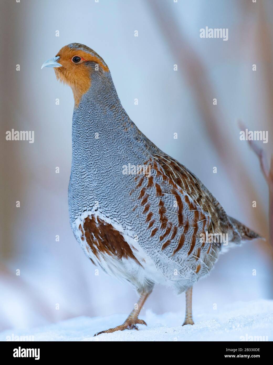 Hungarian Partridge in the winter in North Dakota Stock Photo - Alamy