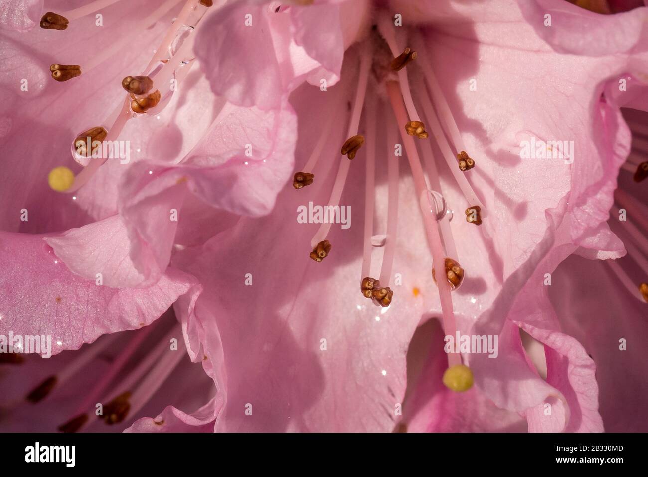 Blloming pinky spring Stock Photo
