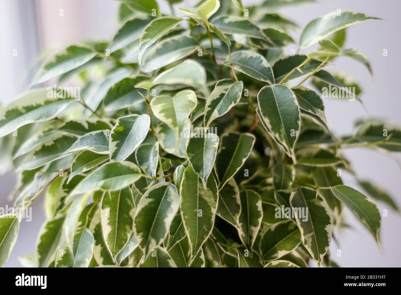 bird's eye chili plant Chilli African Birdseye  Inherited Seeds