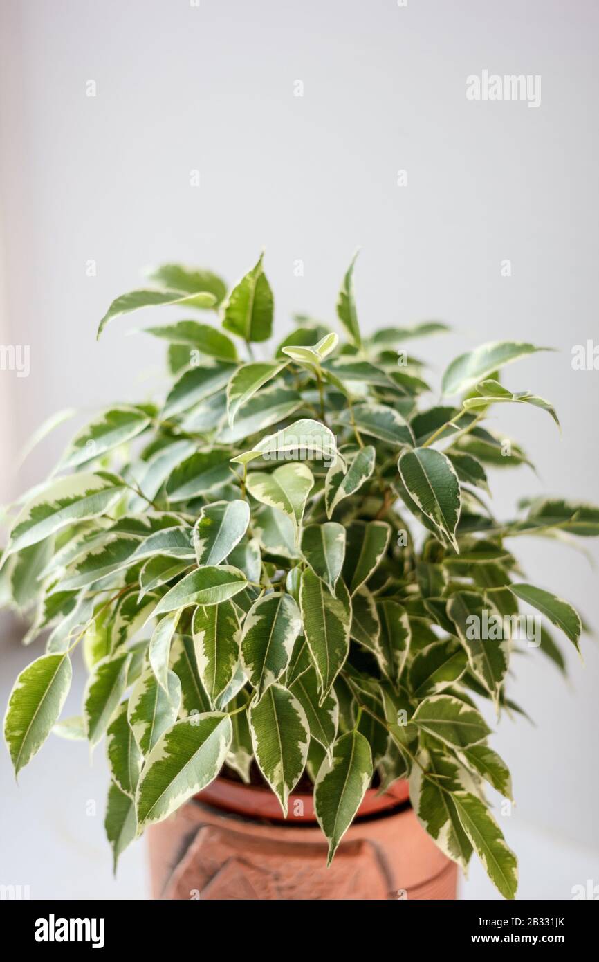Ficus benjamina kinky in a pot over white background Stock Photo - Alamy