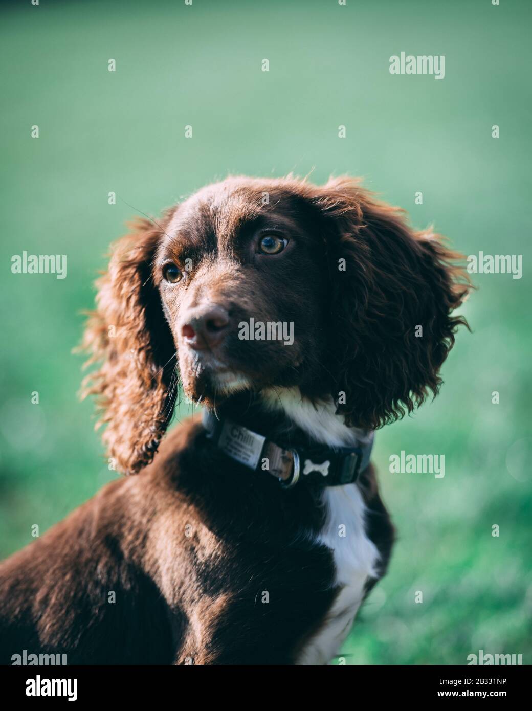 Puppy in the park Stock Photo
