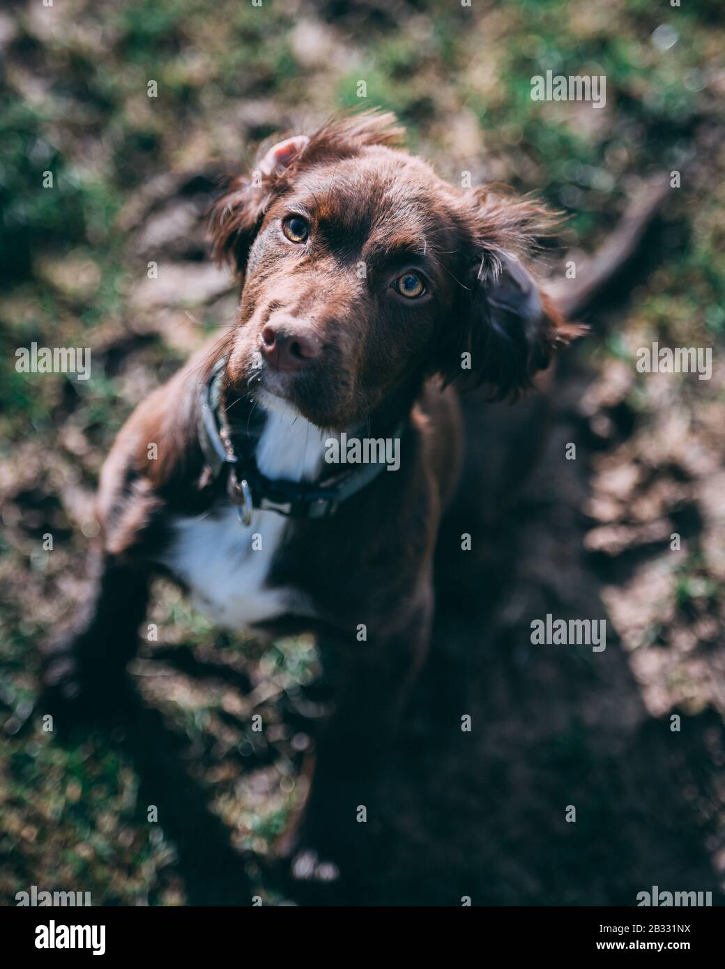 Puppy in the park Stock Photo