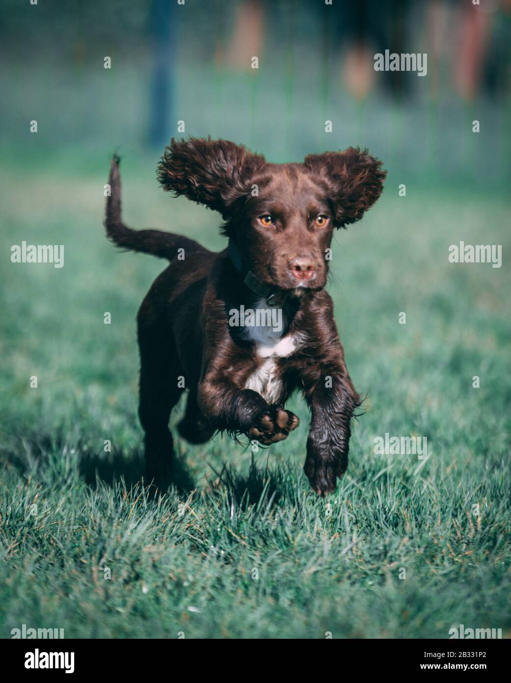 Puppy in the park Stock Photo