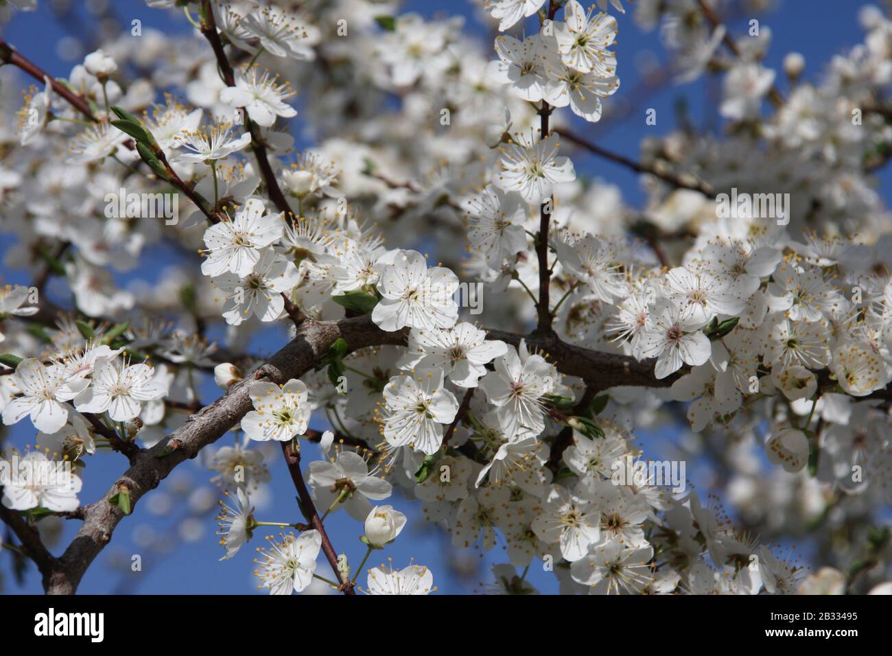 White flowers of blooming Sour Cherry Tree Prunus Cerasus towards blue sky at spring season close up dreamy inflorescence with blurred background Stock Photo
