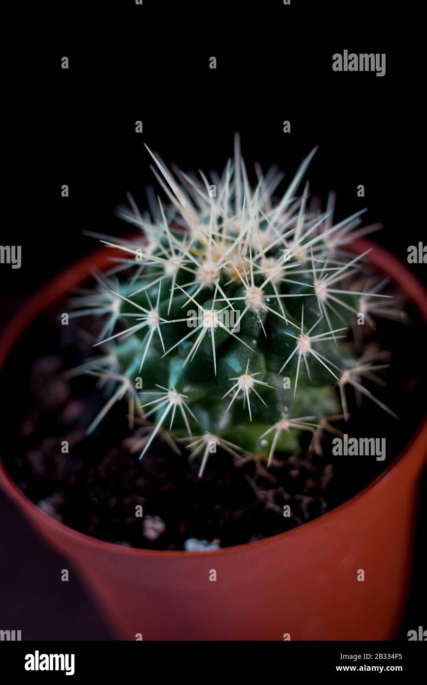 Beautiful green cactus in a pot over black background Stock Photo - Alamy