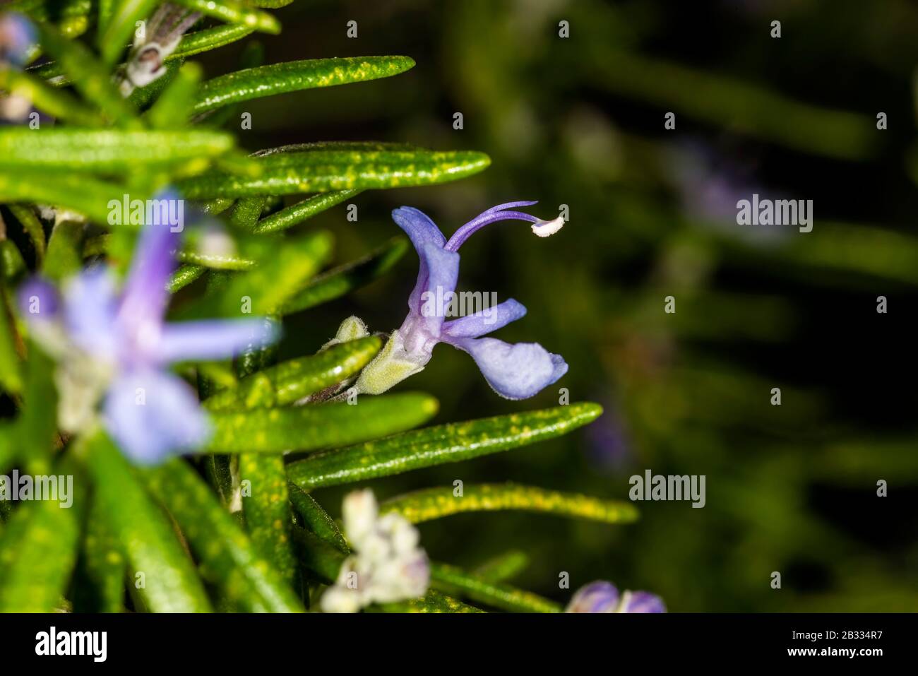 rosemary, closeup of the flower Stock Photo Alamy