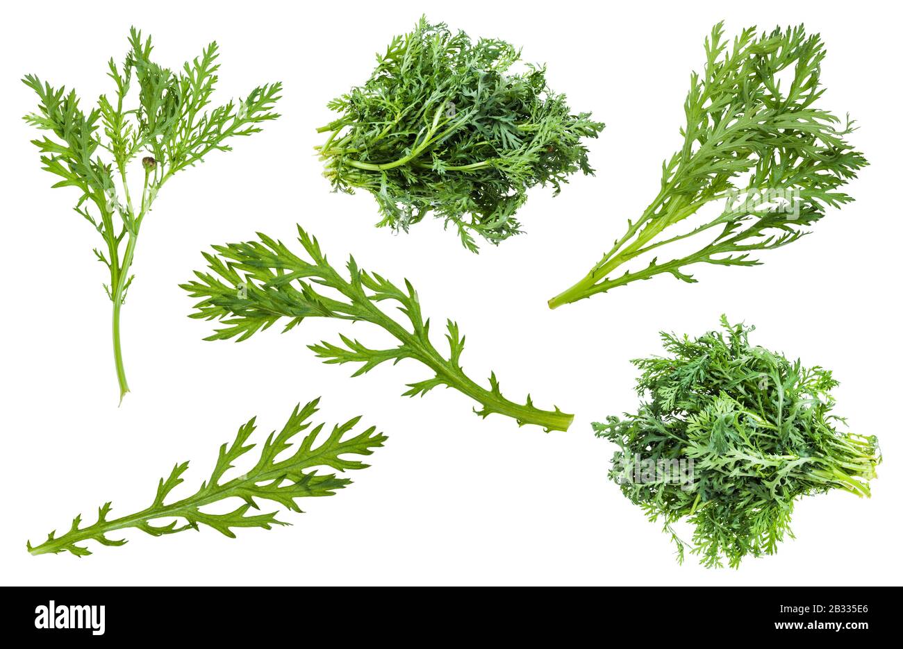 set of fresh edible chrysanthemum greens (glebionis coronaria) isolated