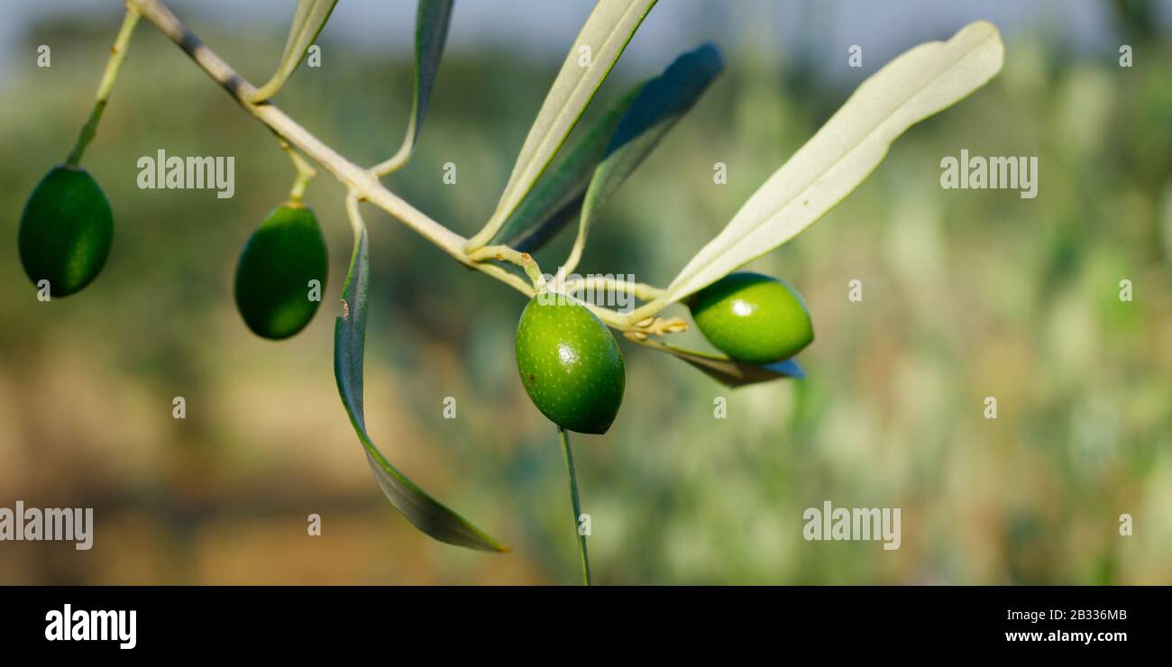 green olives growing in olive tree ,in mediterranean plantation Stock