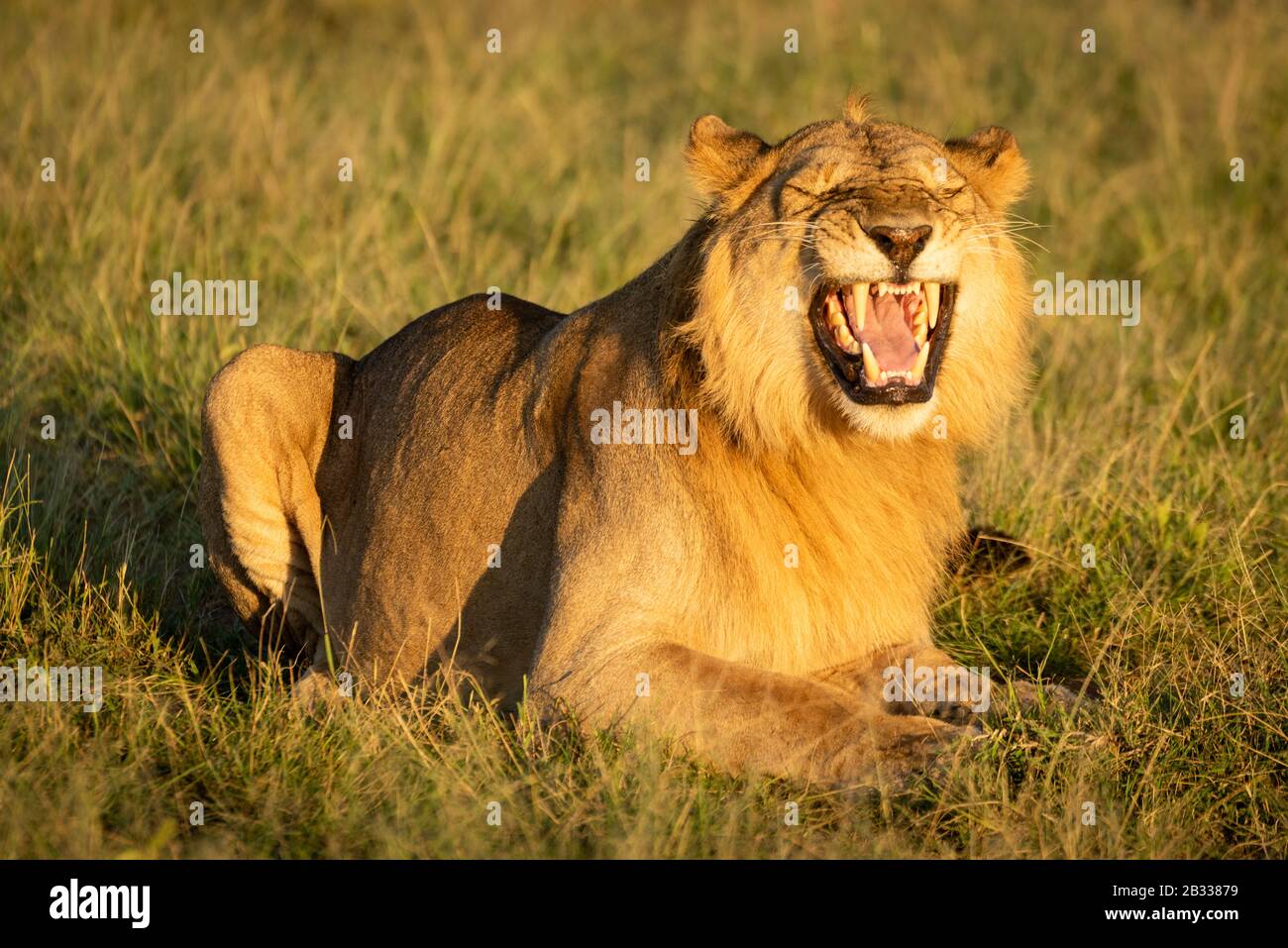 Male Lion Exhibits Flehmen Response Lying Down Stock Photo - Alamy