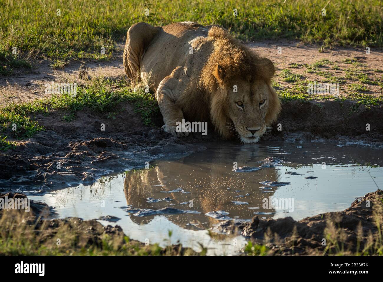 Male lion drinks from pool showing reflection Stock Photo