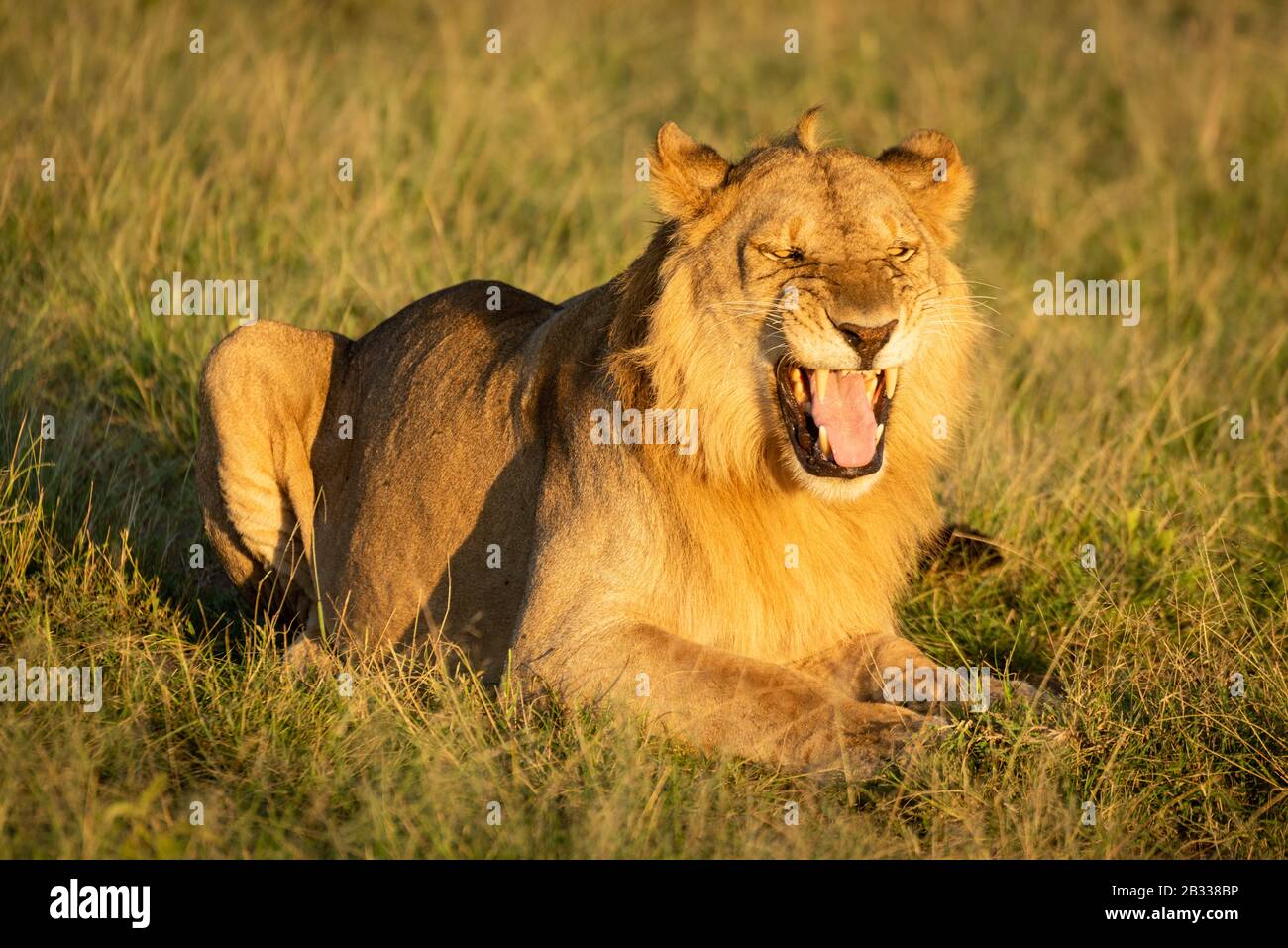 Flemen Cat flehmen response hi-res stock photography and images - Alamy