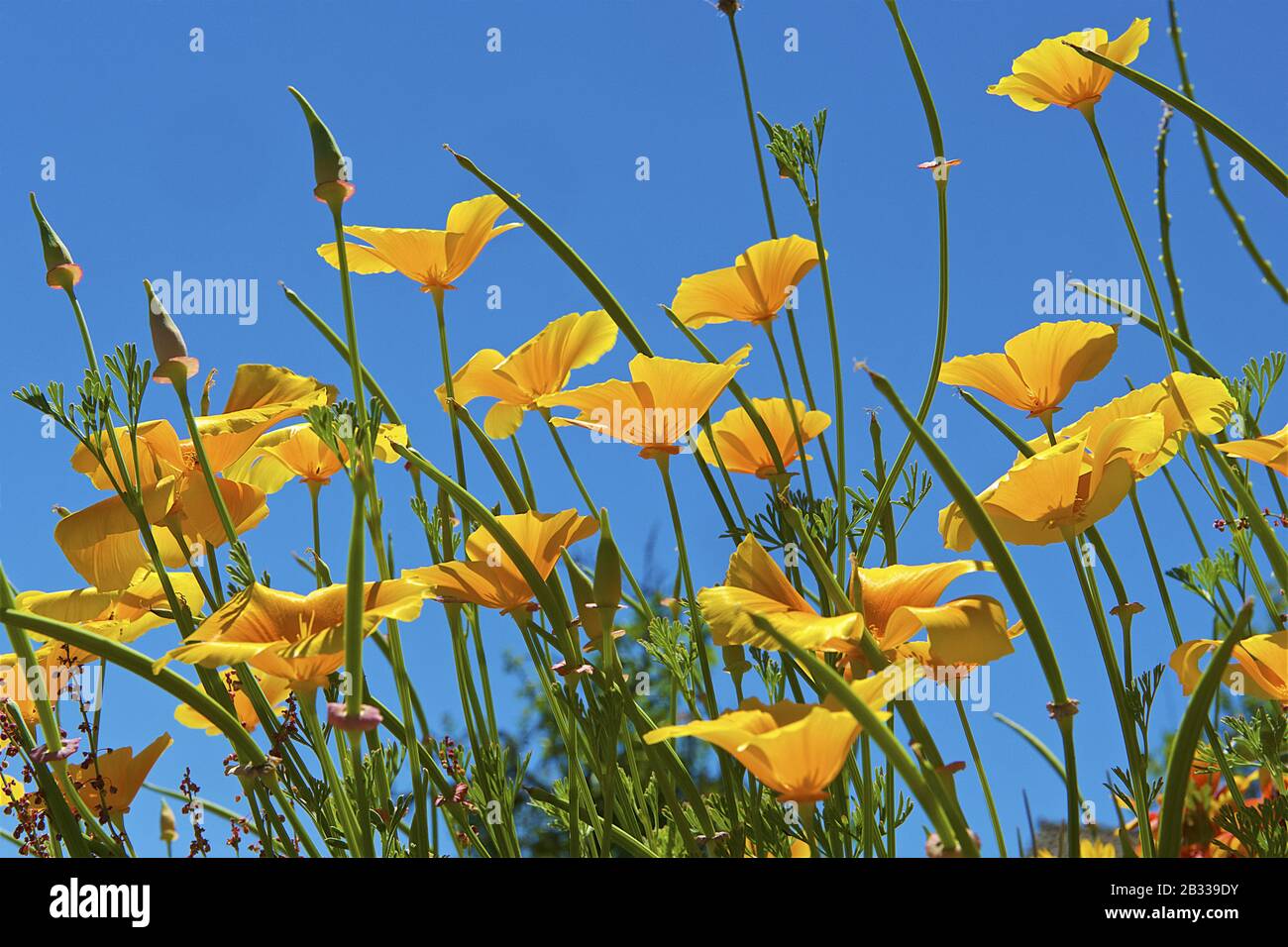 Close-up of yellow field flowers in sunshine France Stock Photo - Alamy