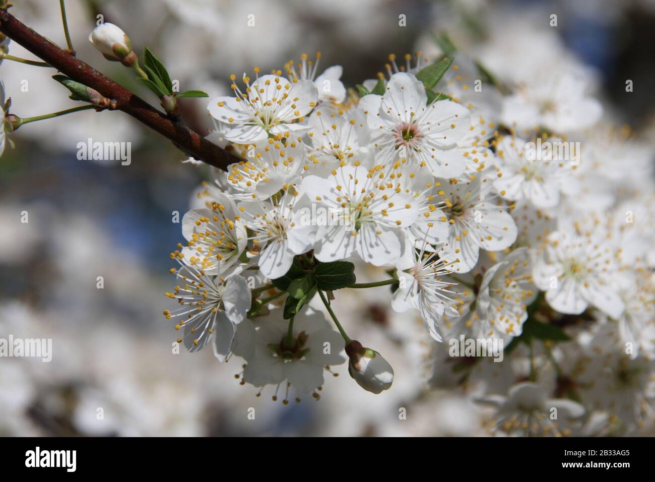 White flowers of blooming Sour Cherry Tree Prunus Cerasus towards blue sky at spring season, close up dreamy inflorescence with blurred background Stock Photo