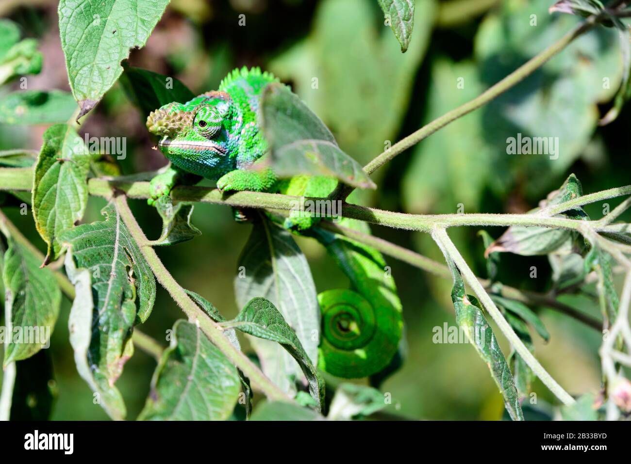 West Usambara two horned chameleon, Kinyongia multituberculata Stock Photo