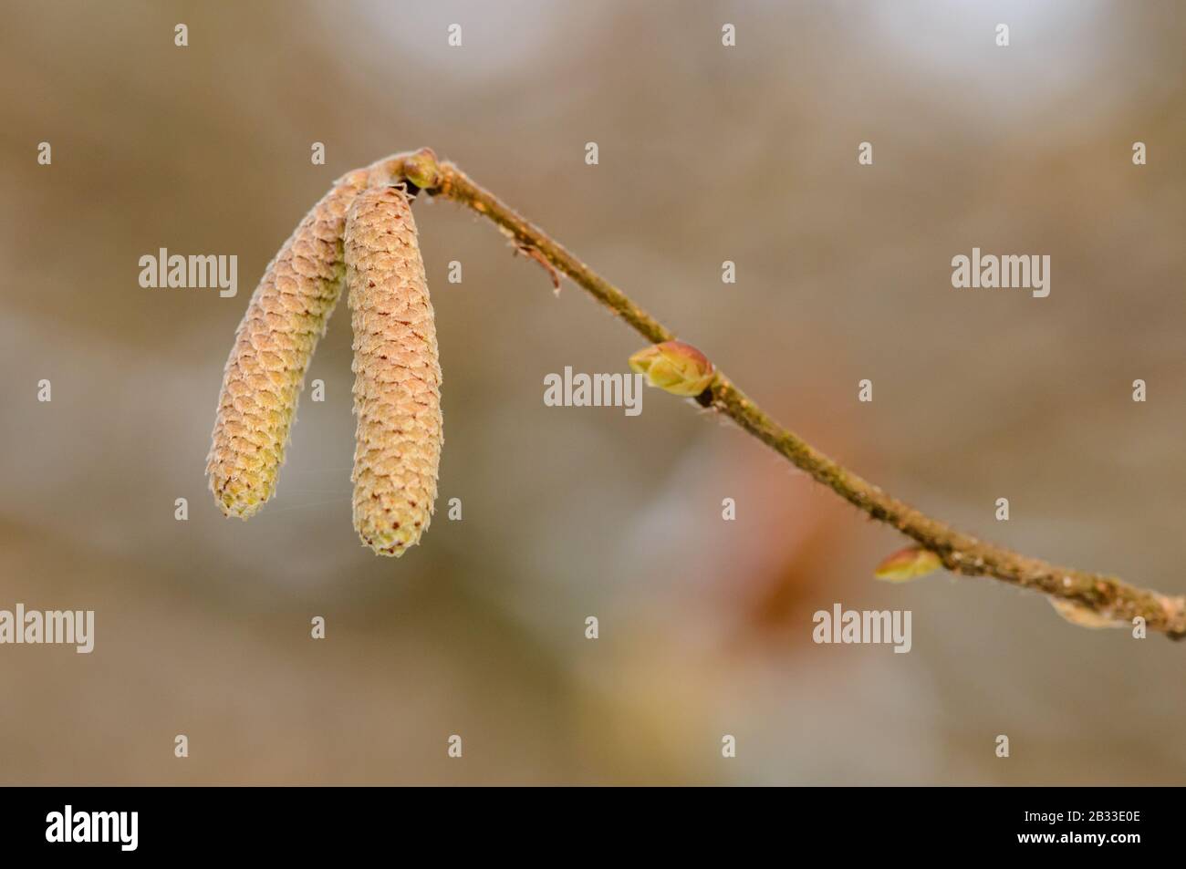 closed hazelnut tree catkins in winter on the end of twig, detail Stock Photo