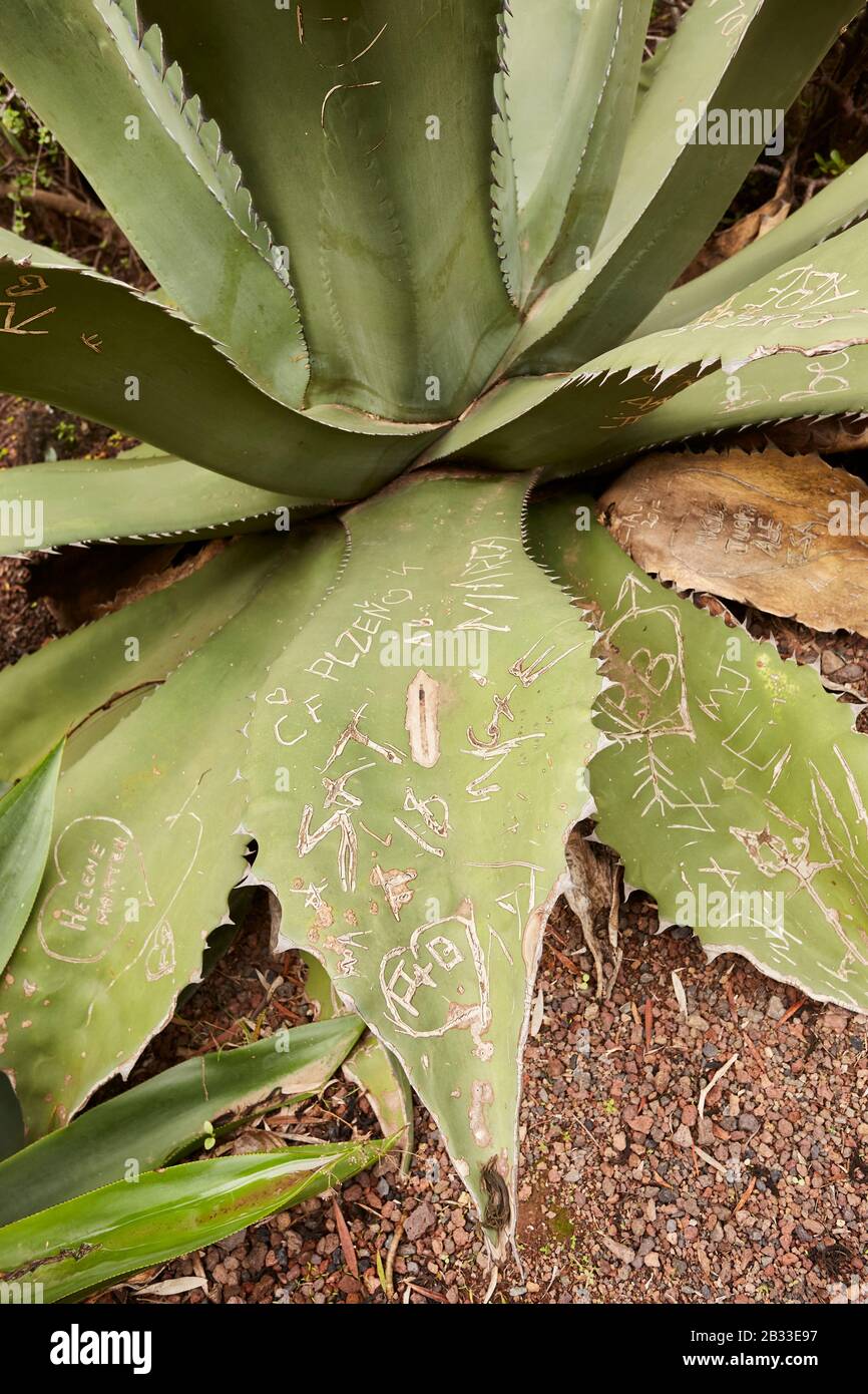 Aloe vera plant with initials carved into the leaves in the Botanical  Gardens, in Gran Canaria, Grand Canary, Spain Stock Photo - Alamy
