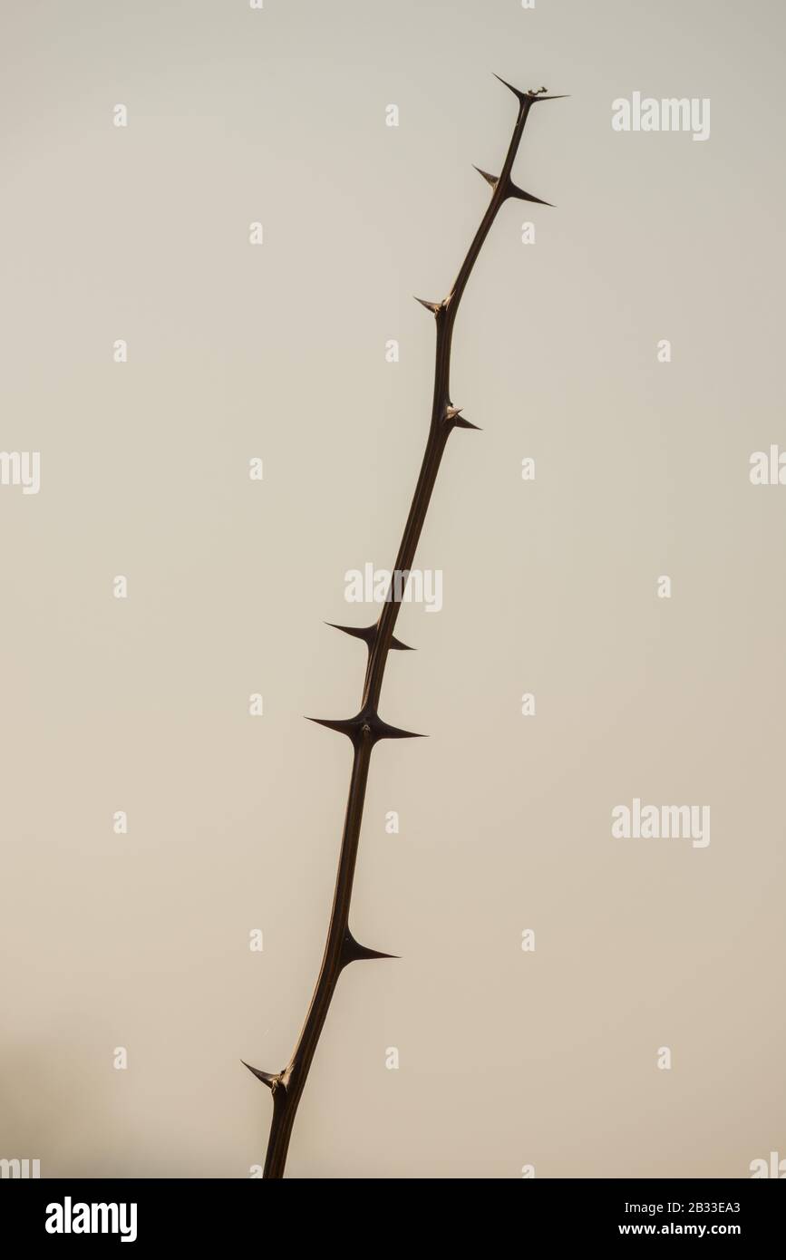 acacia twig with thorns and no leaves Stock Photo