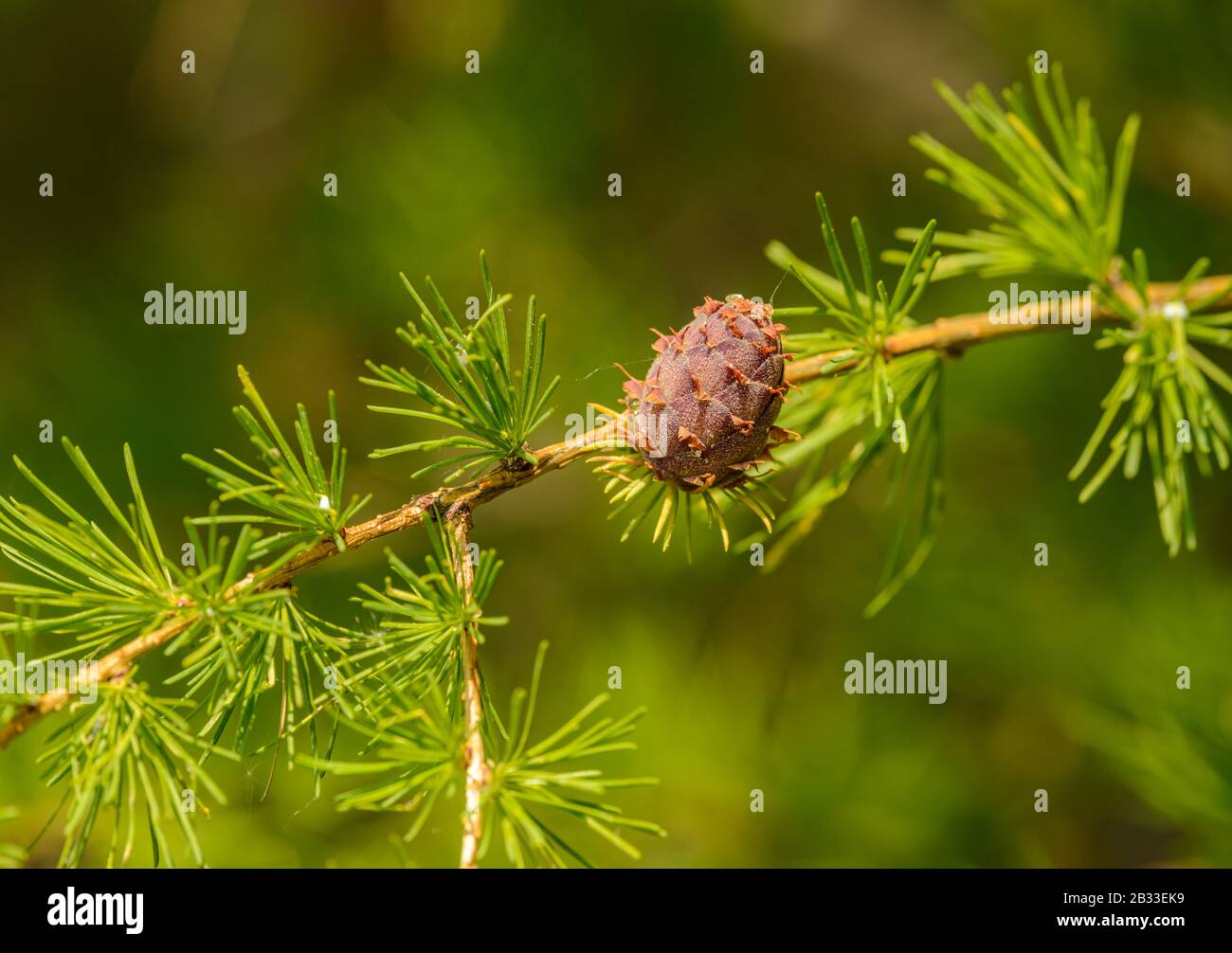 young larch cone on twig with fresh needles, detail Stock Photo