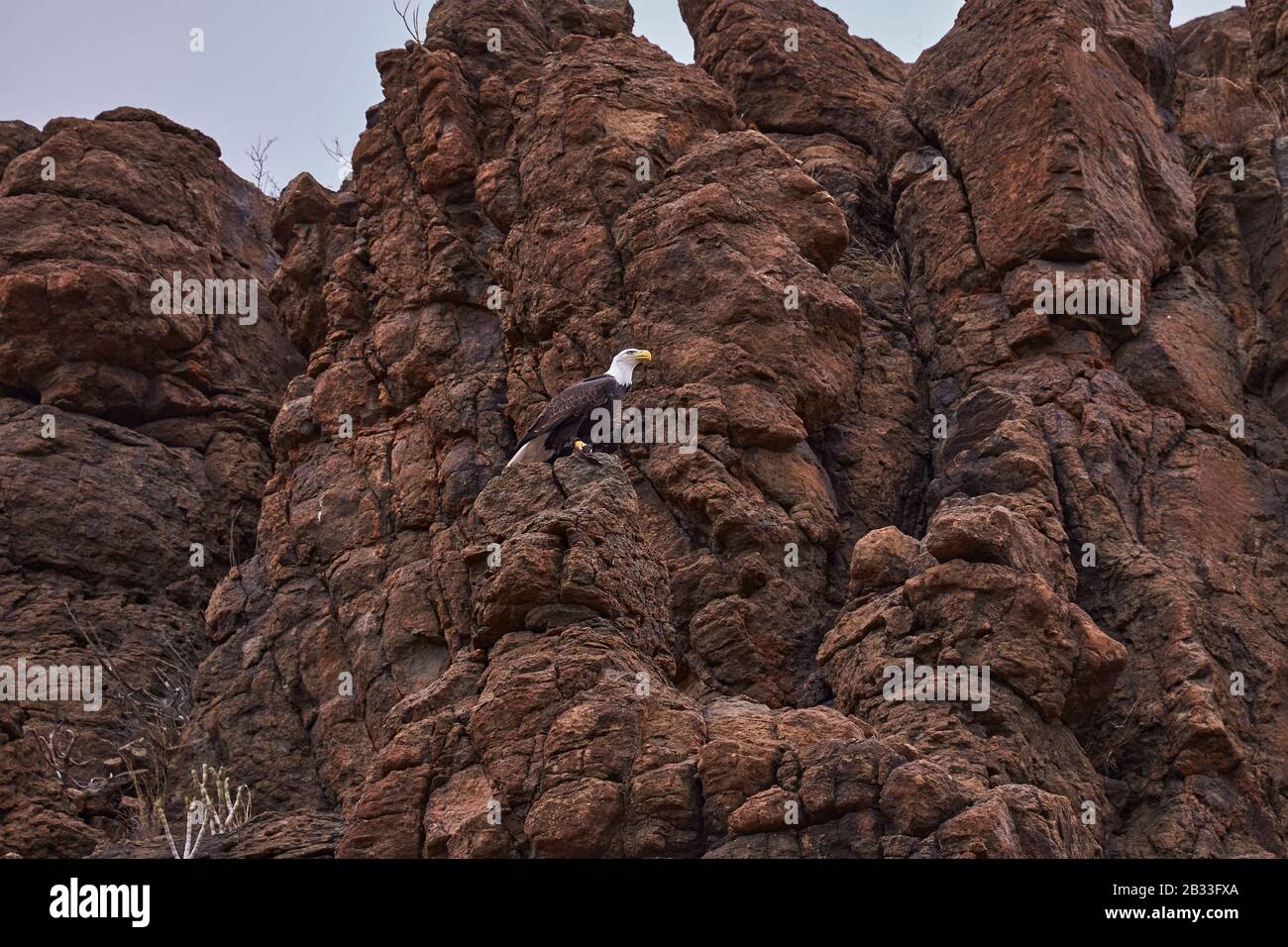 White-tailed eagle perched on a cliff Stock Photo