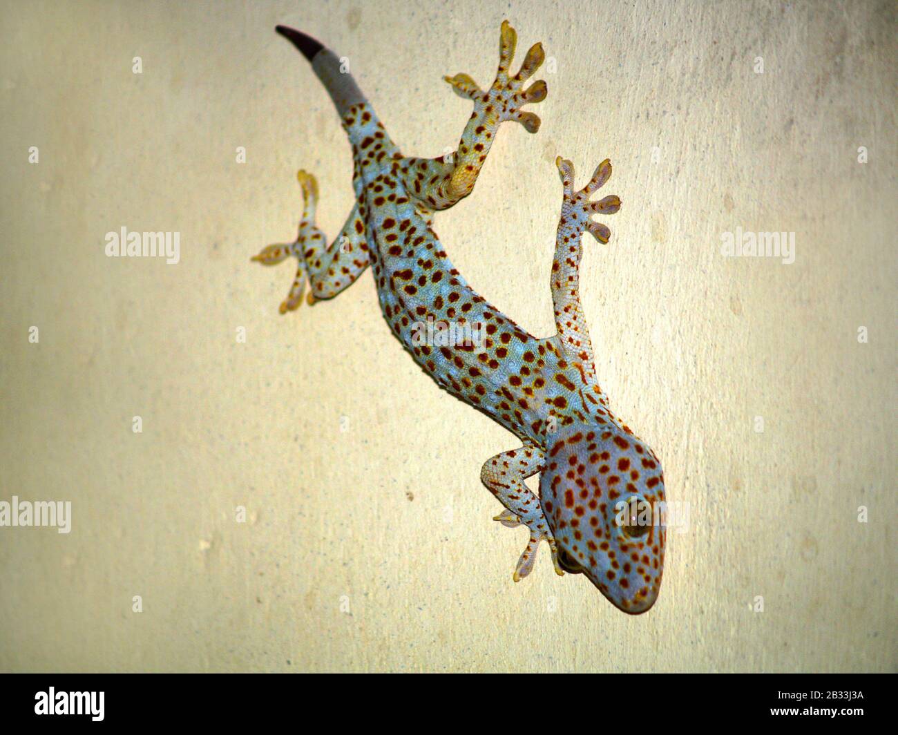 colorful gecko on a wall Stock Photo