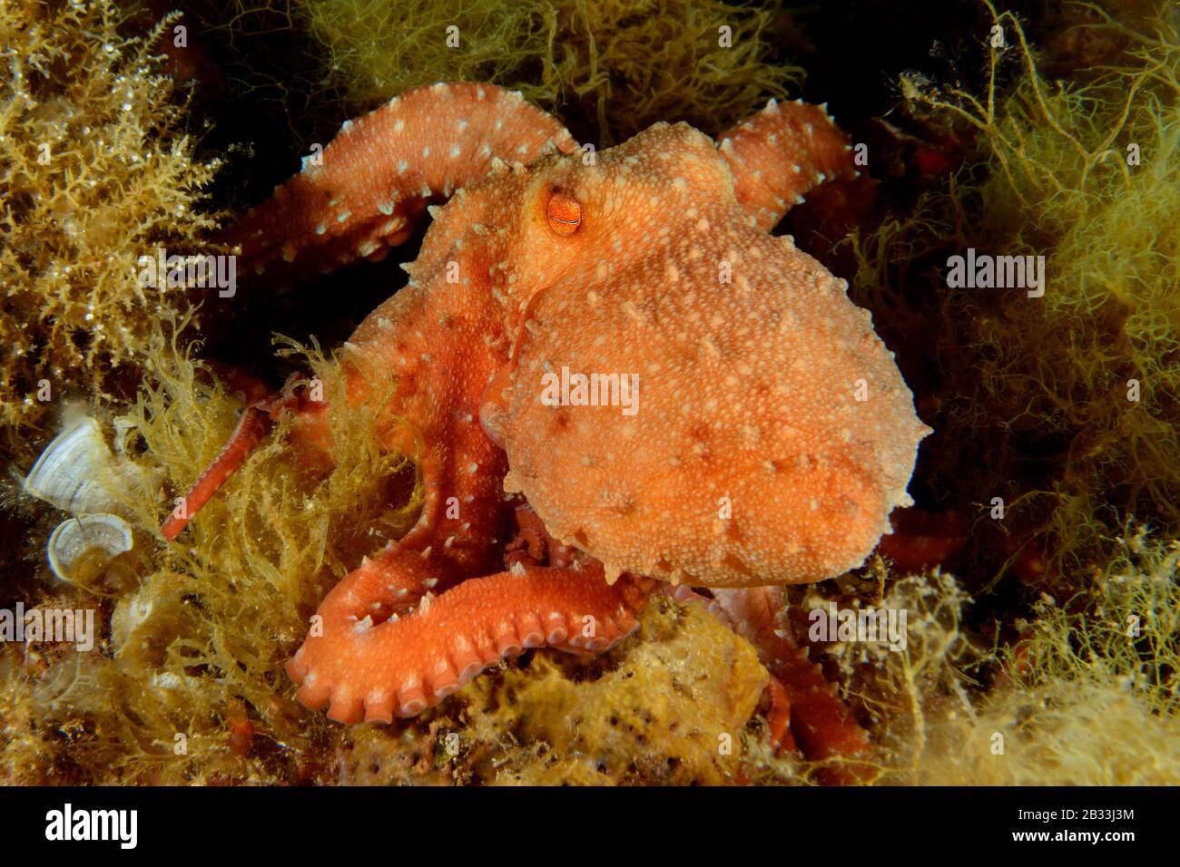 White spotted Octopus, Callistoctopus macropus, Tamariu, Costa Brava, Spain, Mediterranean Sea Stock Photo