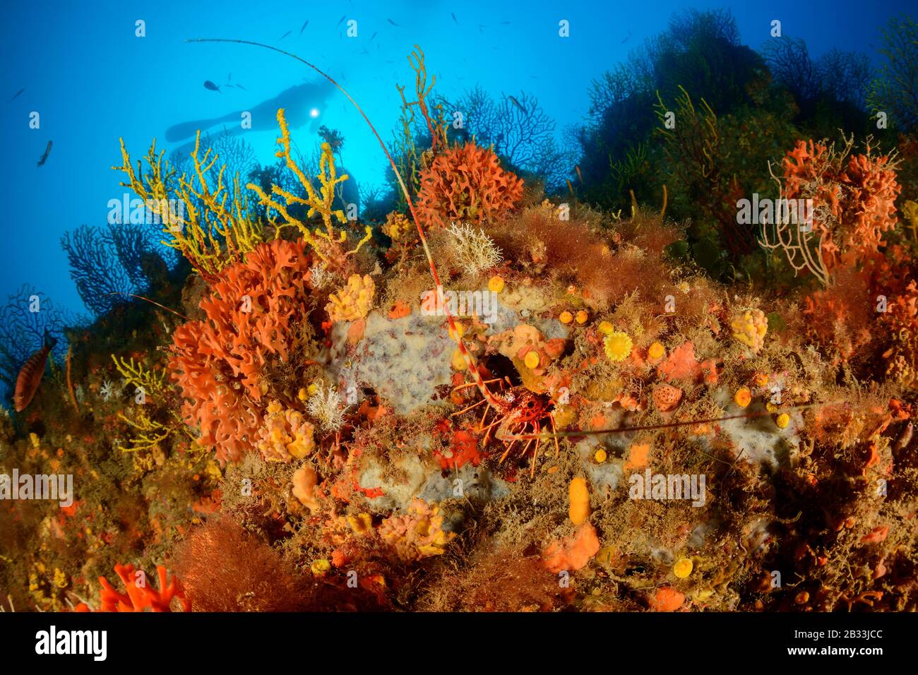European spiny lobster, Palinurus elephas, in colourful mediterranean coral reef, and scuba diver, Tamariu, Costa Brava, Spain, Mediterranean Sea, MR Stock Photo
