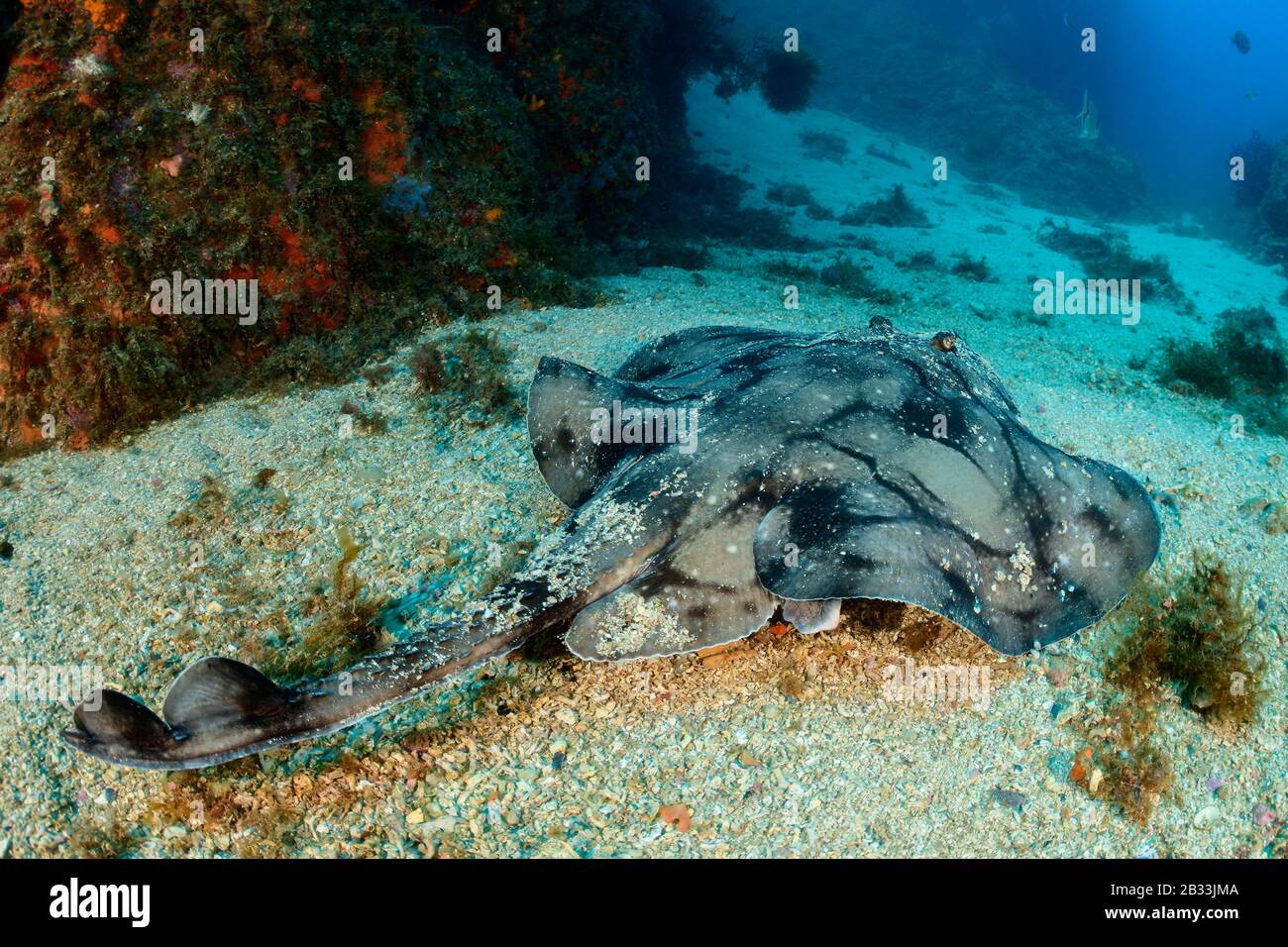 Undulate painted ray, Raja undulata, Tamariu, Costa Brava, Spain, Mediterranean Sea Stock Photo