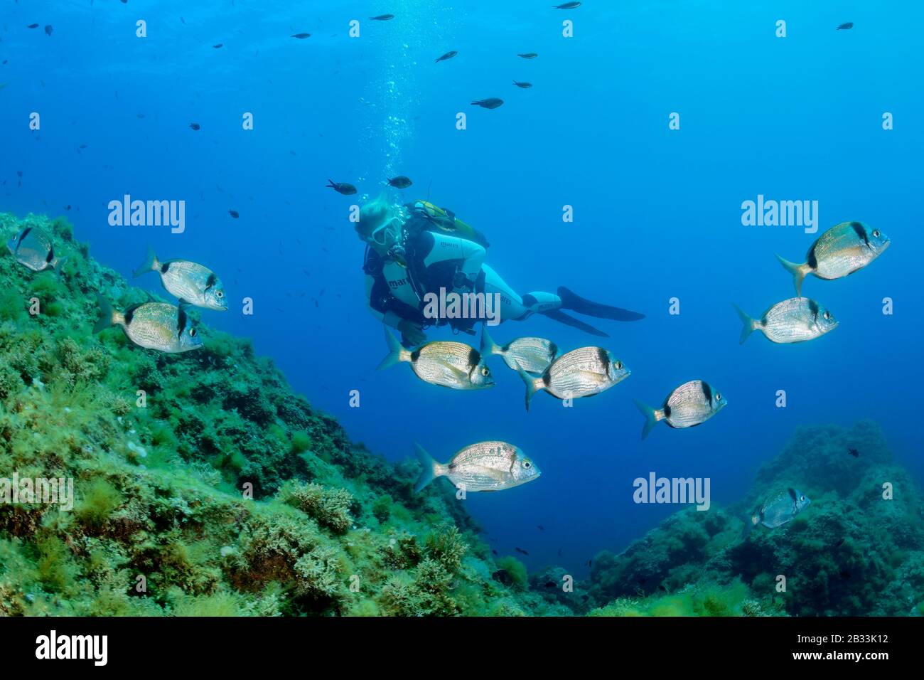 Common two banded sea bream, Diplodus vulgaris and scuba diver, Diplodus vulgaris, Tamariu, Costa Brava, Spain, Mediterranean Sea, MR Stock Photo