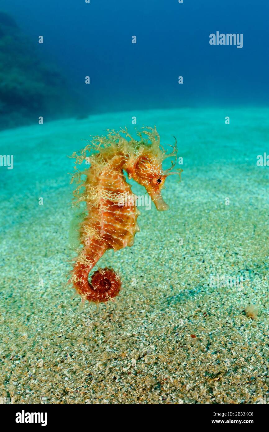 Long-snouted seahorse, Hippocampus guttulatus, Tamariu, Costa Brava, Spain, Mediterranean Sea Stock Photo
