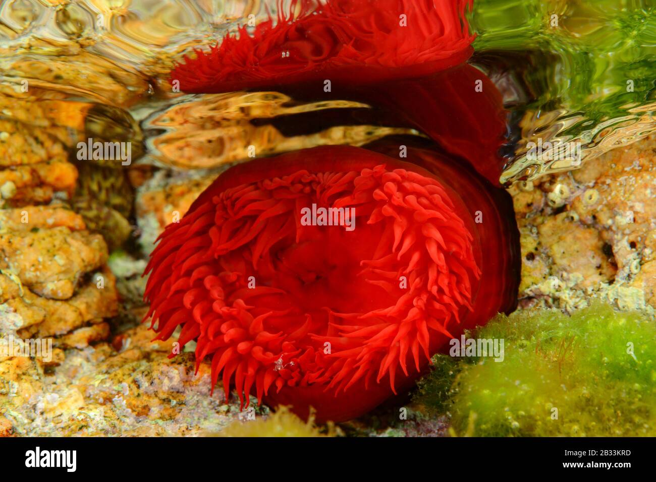 Beadlet anemone, Actinia equina, reflecting on the water surface, Tamariu, Costa Brava, Spain, Mediterranean Sea Stock Photo