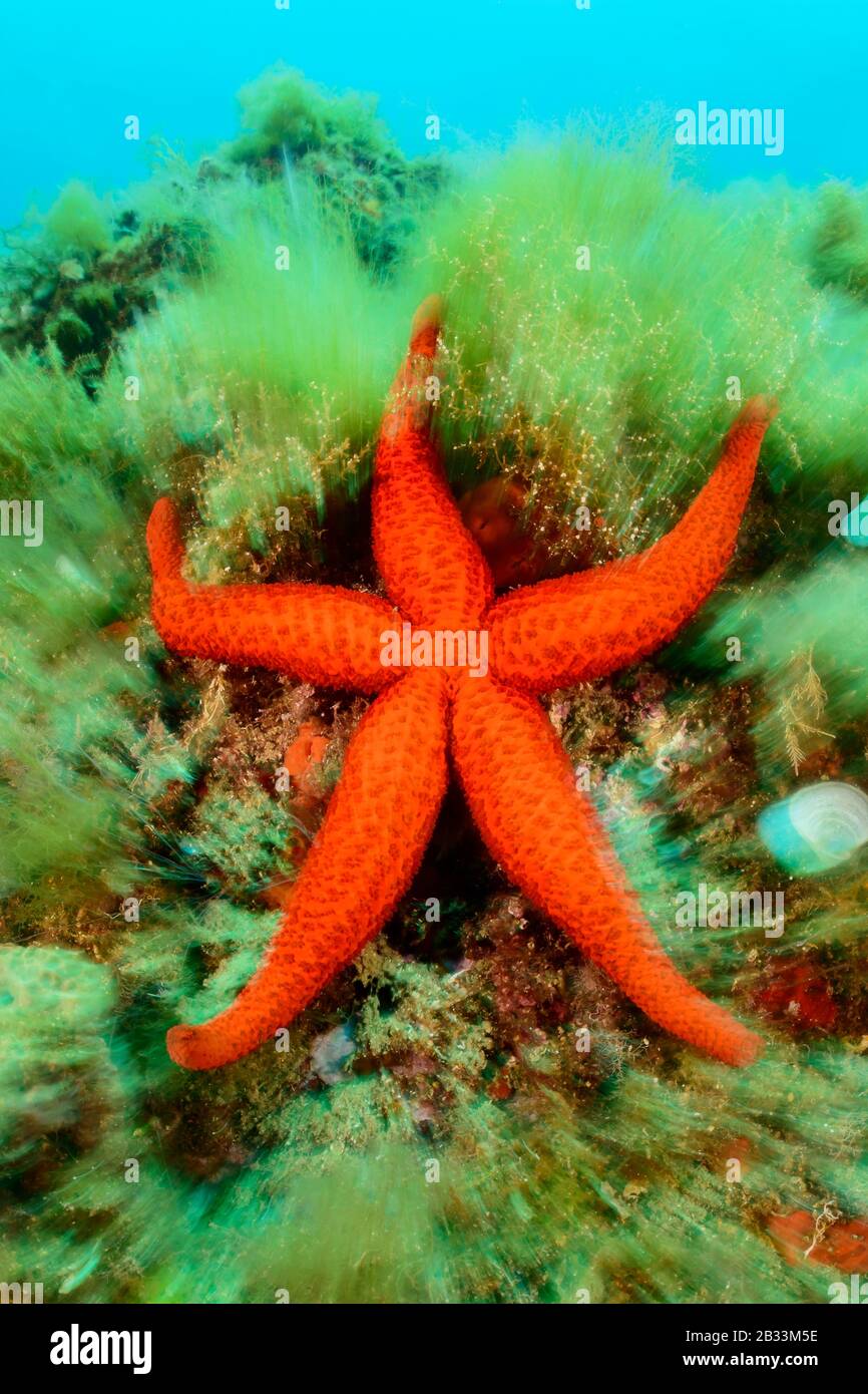 Mediterranean red sea star, Echinaster sepositus, Tamariu, Costa Brava, Spain, Mediterranean Sea Stock Photo