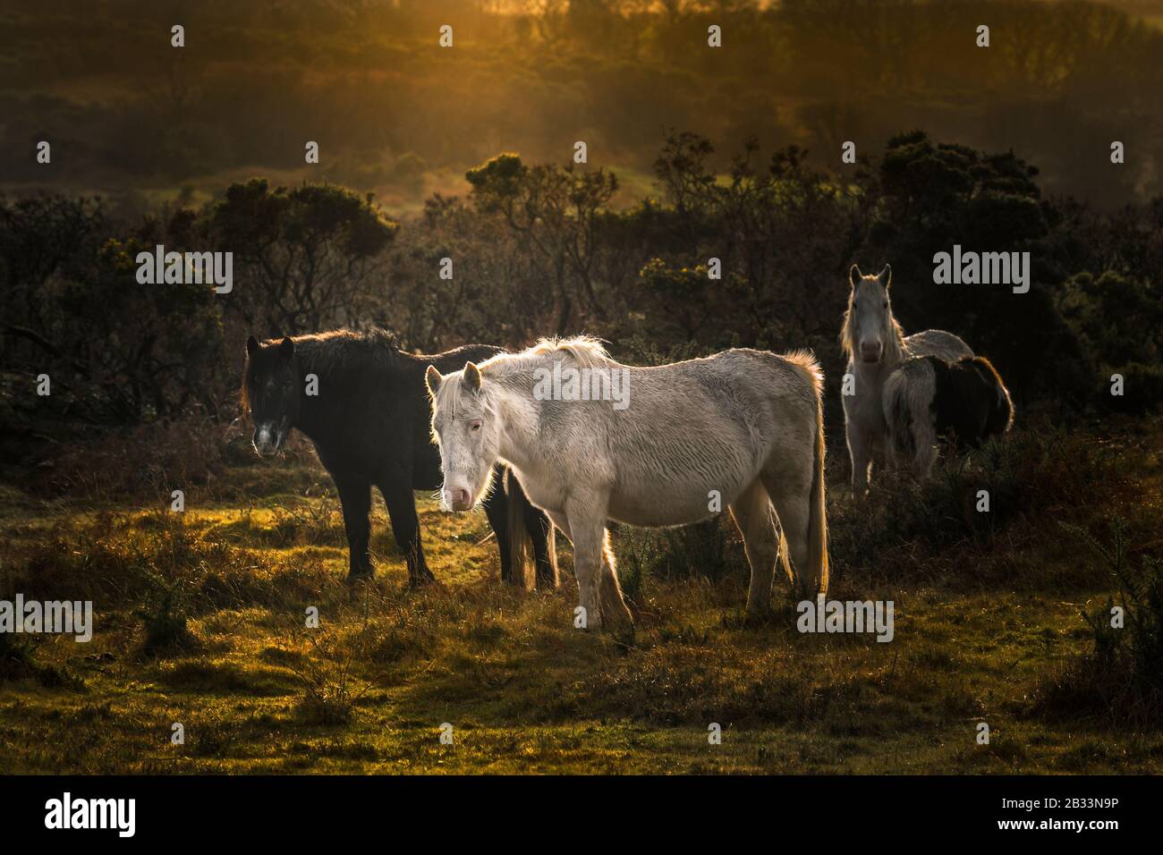 Wild Bodmin Ponies grazing on Goonzion Downs on Bodmin Moor in Cornwall. Stock Photo