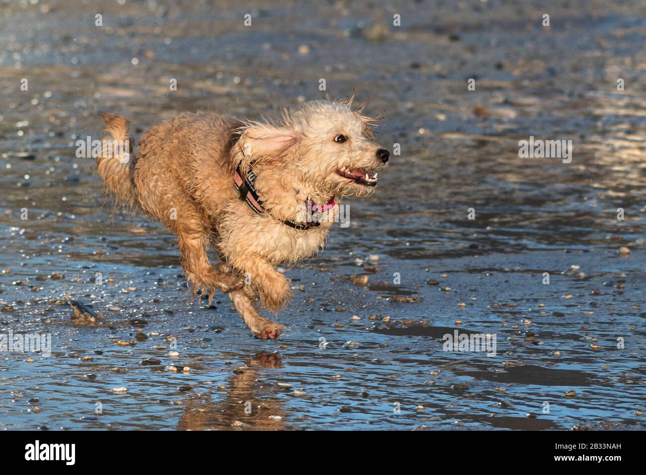 Young cockapoo hi-res stock photography and images - Alamy