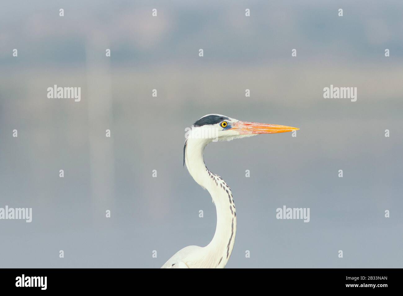 Grey heron in its natural habitat Stock Photo