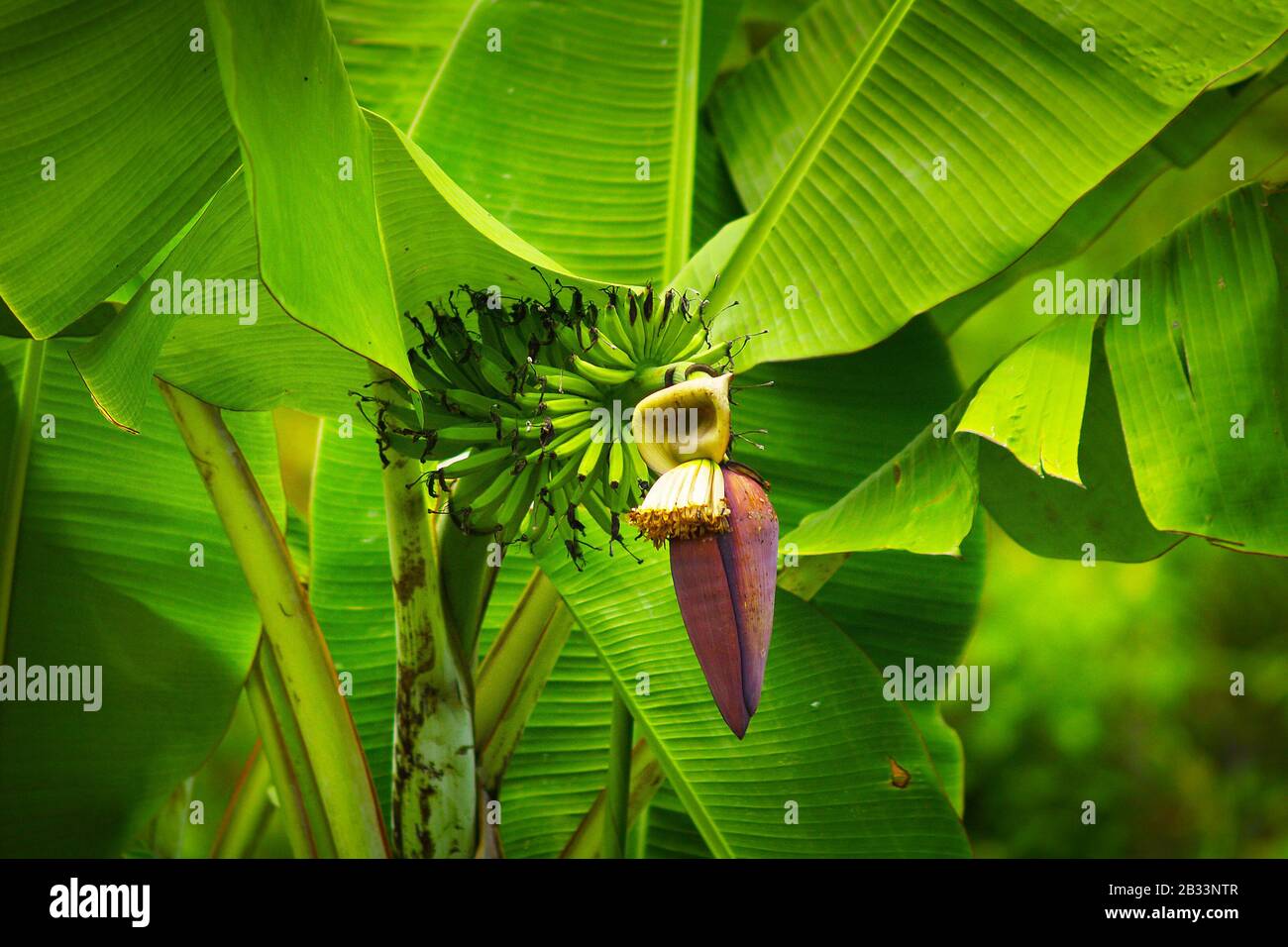 cluster of young banana in banana tree Stock Photo Alamy