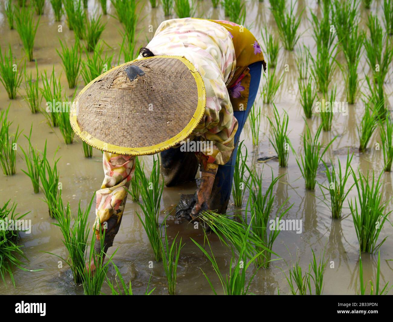 Rice worker planting rice in rice field Stock Photo Alamy