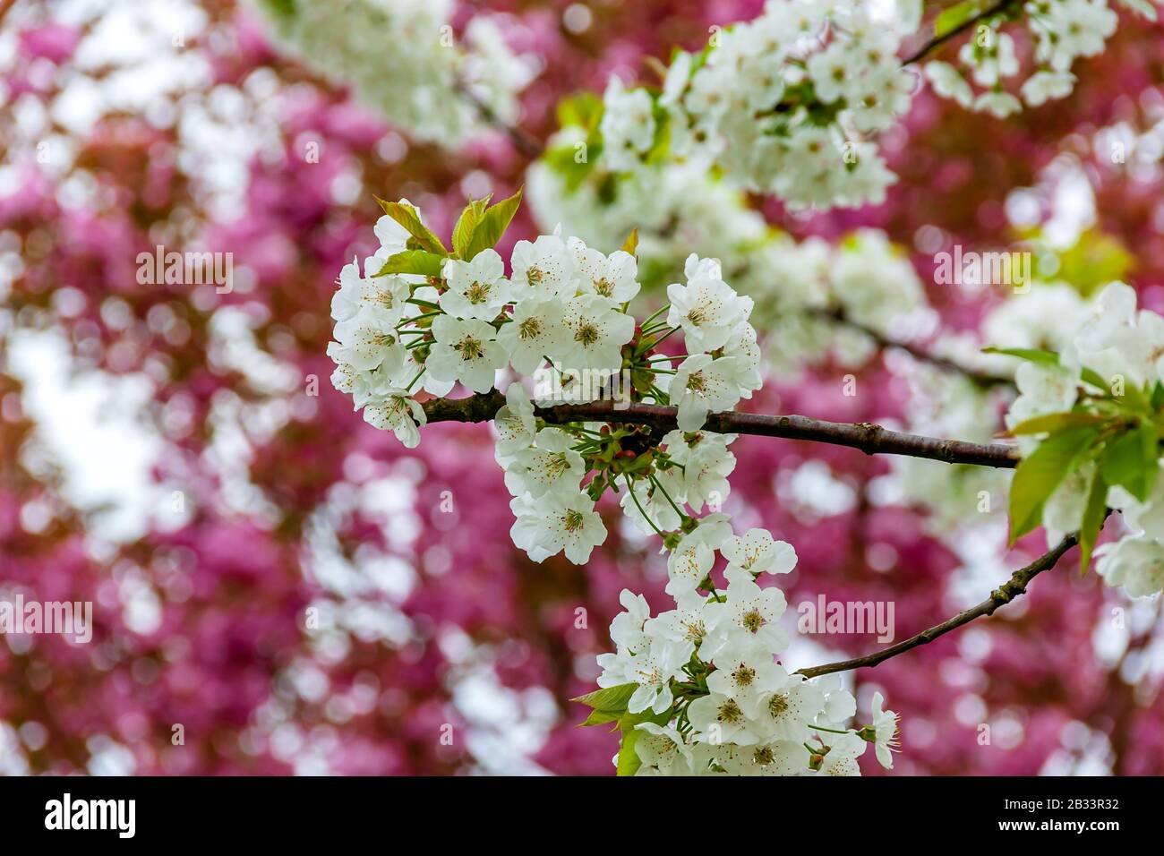 Cherry Tree In Spring Cherry blossom japan cut out hi-res stock photography and images - Alamy