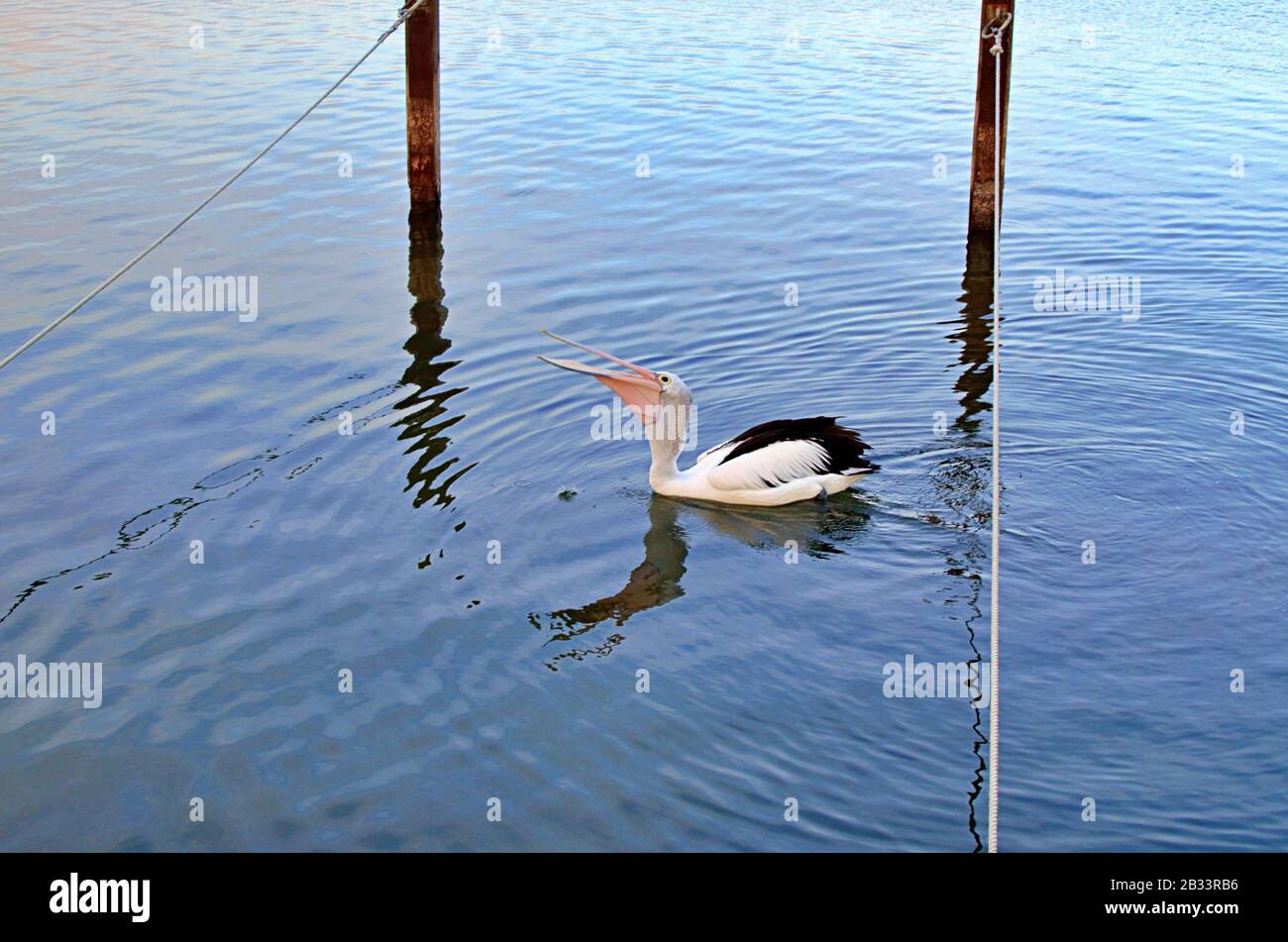 An Australian pelican on coastal waters Stock Photo