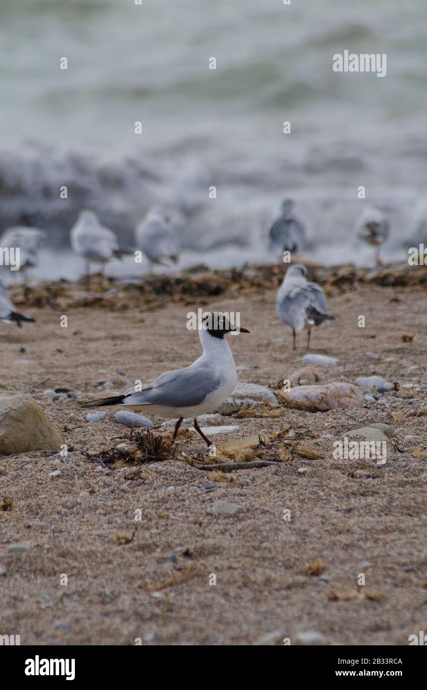 A Mediterranean gull ( Larus melanocephalus ) on a beach near Glyfada Athens Greece. The gulls are just beginning to loose their winter plumage as spr Stock Photo