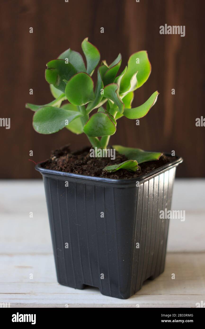 senna plant seeds Seed Pack main image 0