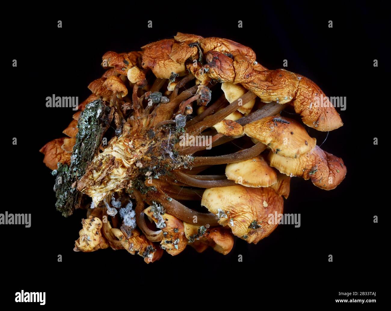 Poisonous hallucinogenic  dryed forest mushrooms colony cluster night  view. Isolated on black  studio macro Stock Photo