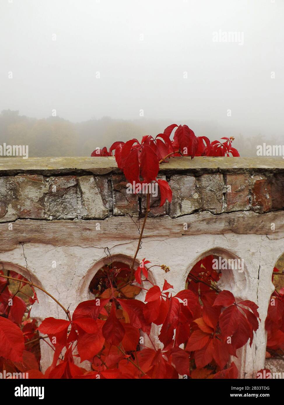 Autumn fall red grape leaves on old white wall architecture element arch terrace with medieval wall decor and foggy weather season decoration colors Stock Photo
